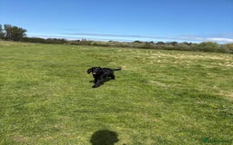 Cocker Spaniel dogs for sale: Lovely 10 month old cocker spaniel  - Image 4