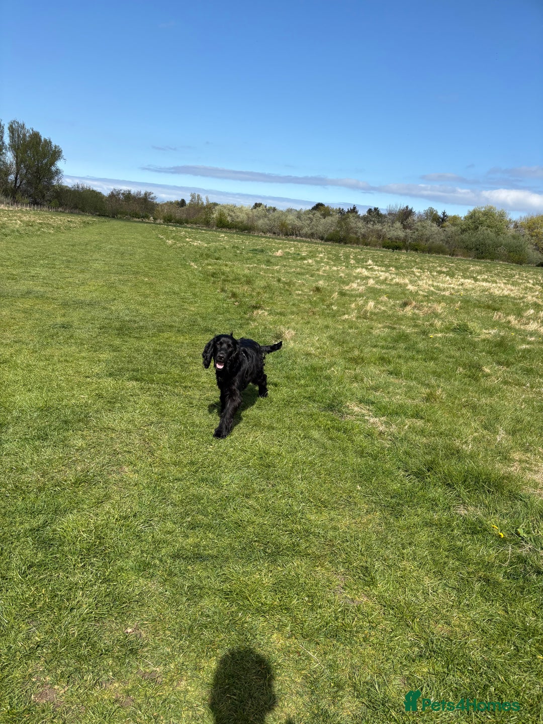 Cocker Spaniel dogs for sale: Lovely 10 month old cocker spaniel  - Image 4
