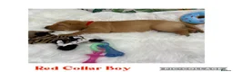 Labrador Retriever dogs for sale: Stunning Labrador Retriever Puppies  - Advert 36