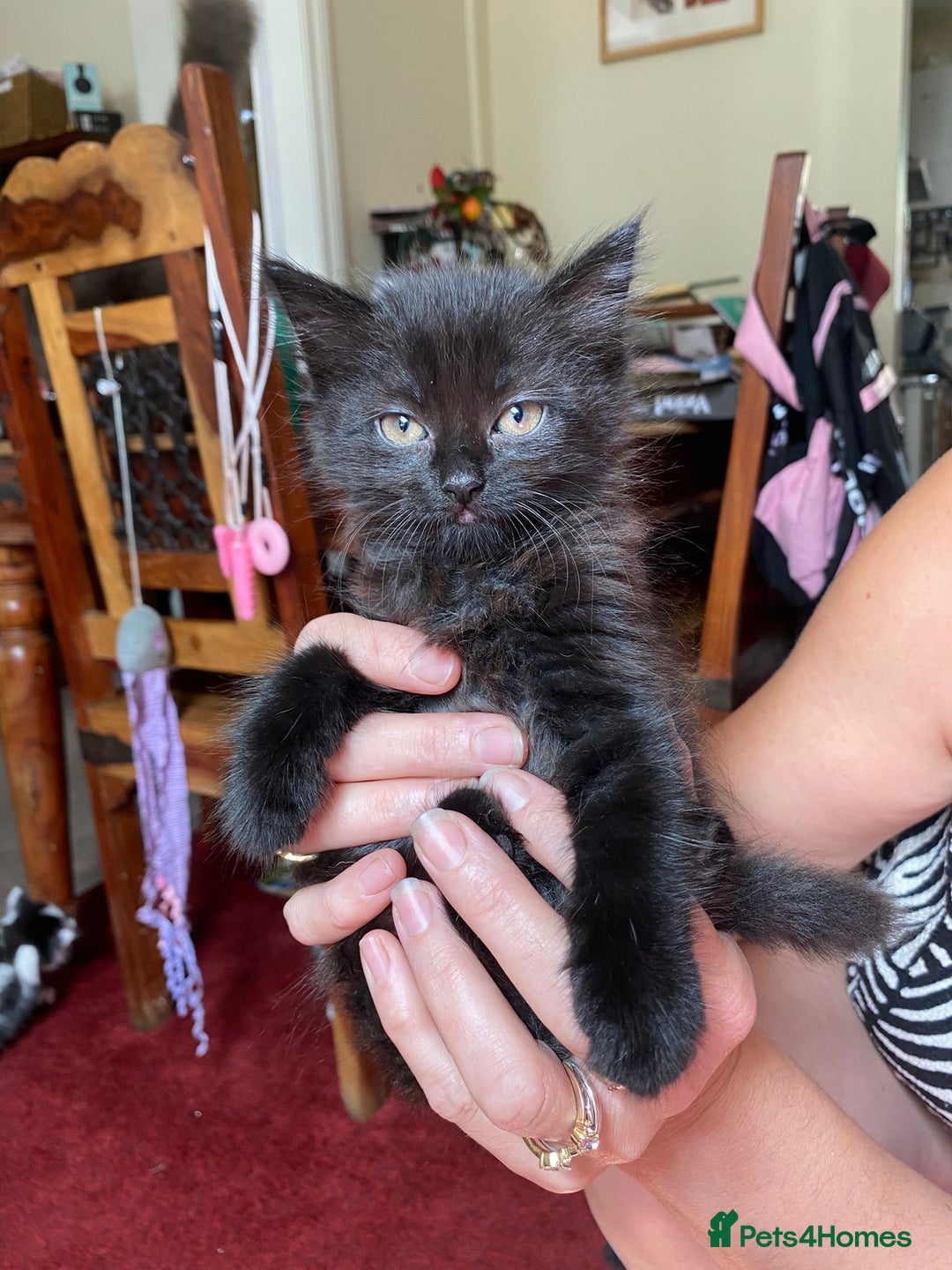 Mixed Breed cats for sale: Beautiful kittens  - Image 10