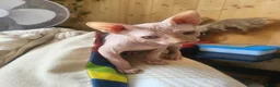 Sphynx cats for sale: Last Canadian sphynx looking for a loving home  - Advert 20