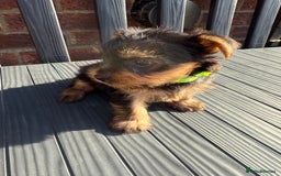 Yorkshire Terrier dogs for sale: Adorable Yorkshire Terrier Puppies for Sale - Image 1