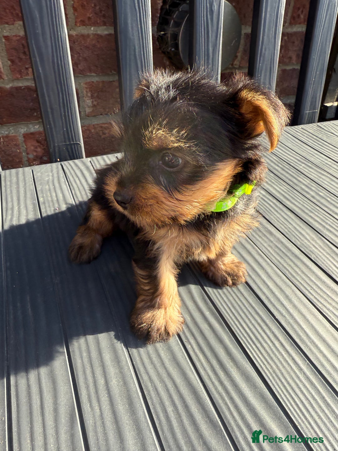 Yorkshire Terrier dogs for sale: Adorable Yorkshire Terrier Puppies for Sale - Image 1