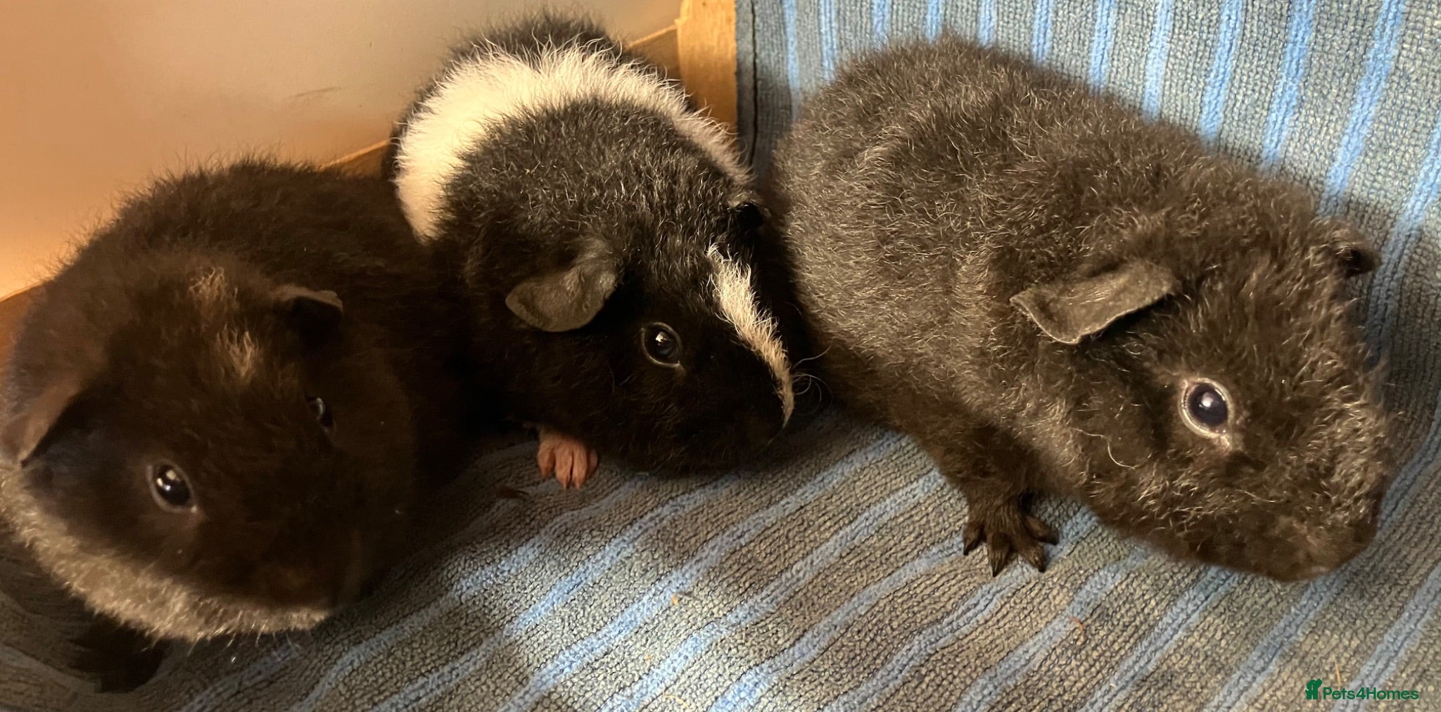 Guinea Pig rodents Pure bred Teddy boys/boars - Advert 2
