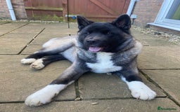 Akita dogs for sale: 4 year old Akita  - Image 38
