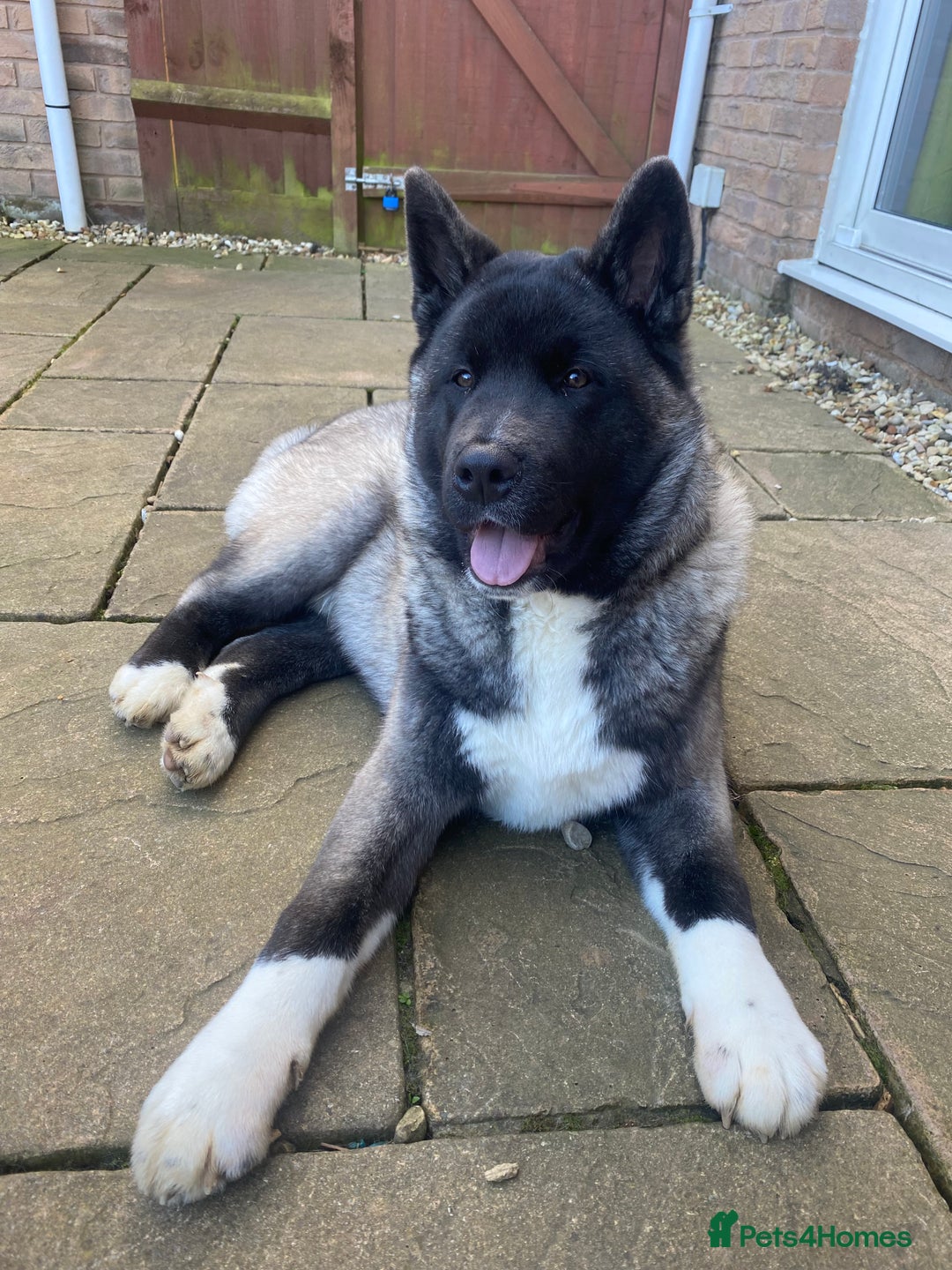 Akita dogs for sale: 4 year old Akita  - Image 38