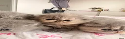 Persian cats for sale: Stunning Persian Girls🩷 - Advert 7