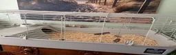 Guinea Pig rodents for sale: Male guinea pigs - Advert 2