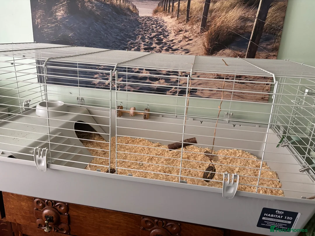 Guinea Pig rodents for sale: Male guinea pigs - Advert 2