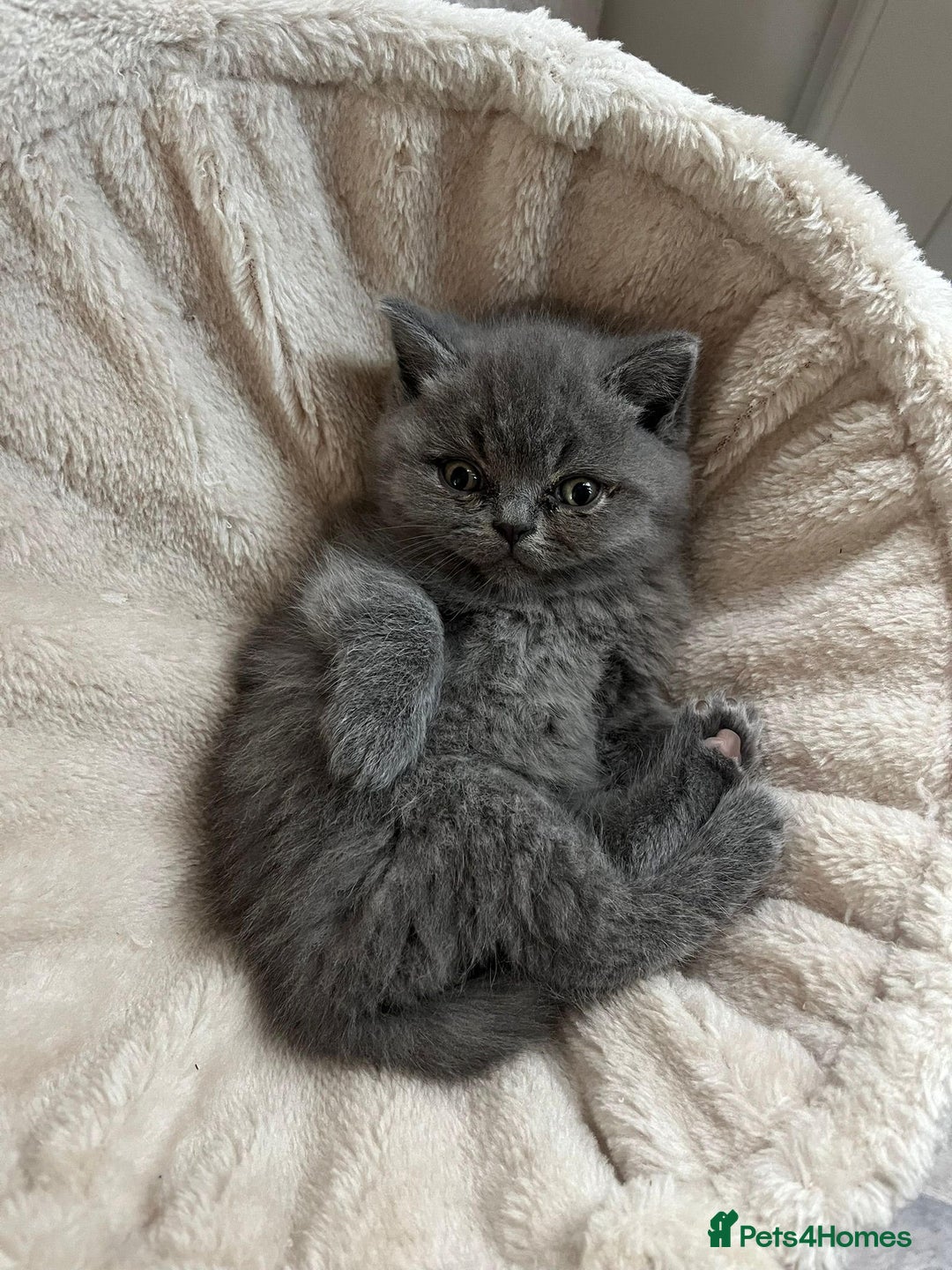 British Shorthair cats for sale: GCCF British Shorthair Kittens - Image 3