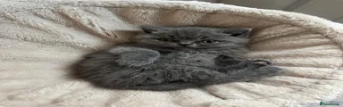 British Shorthair Kitten Blue Self