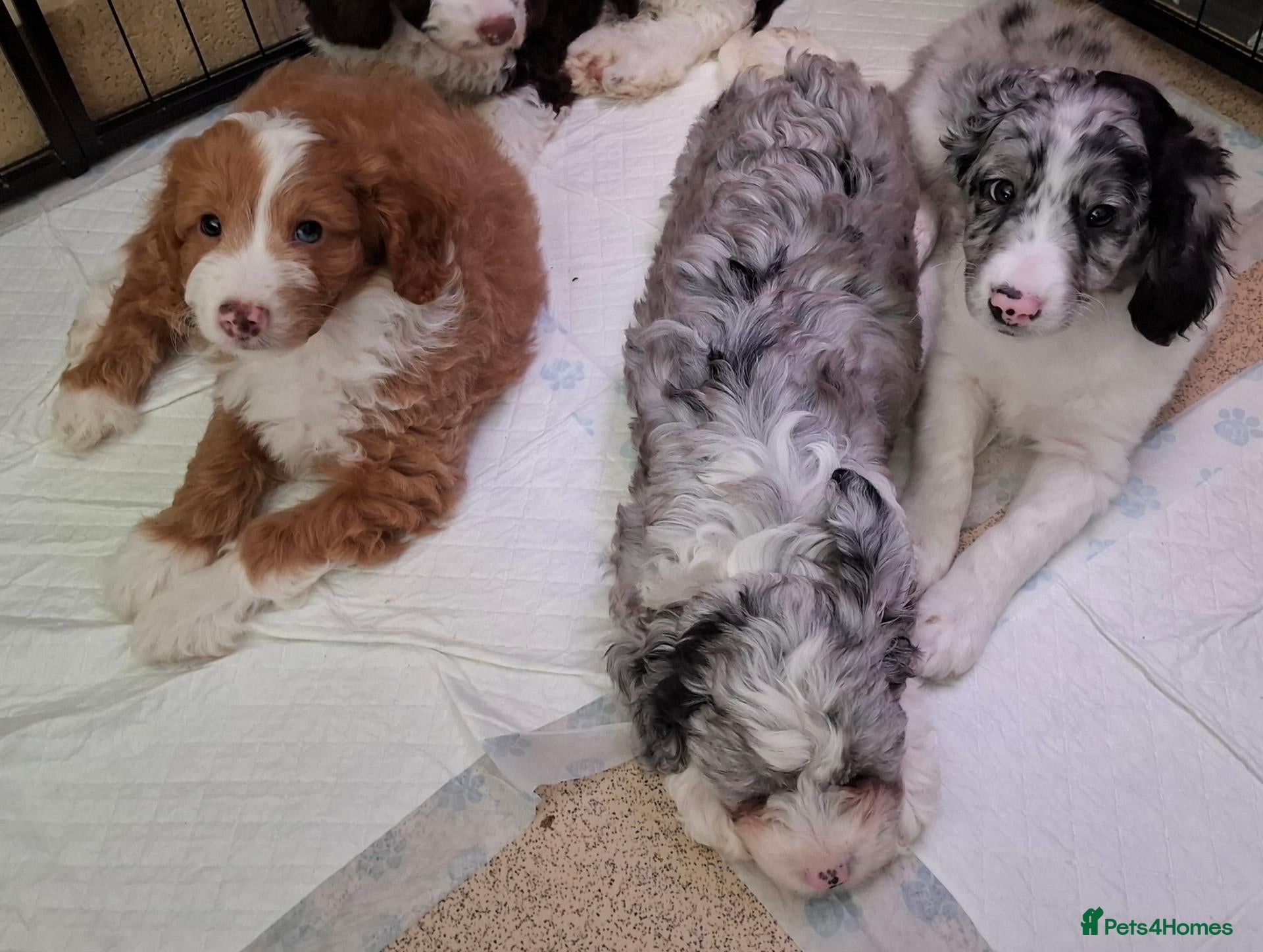 Mixed Breed dogs 9 week Cockerpoo x Cavapoo puppies Ready to go. - Advert 2