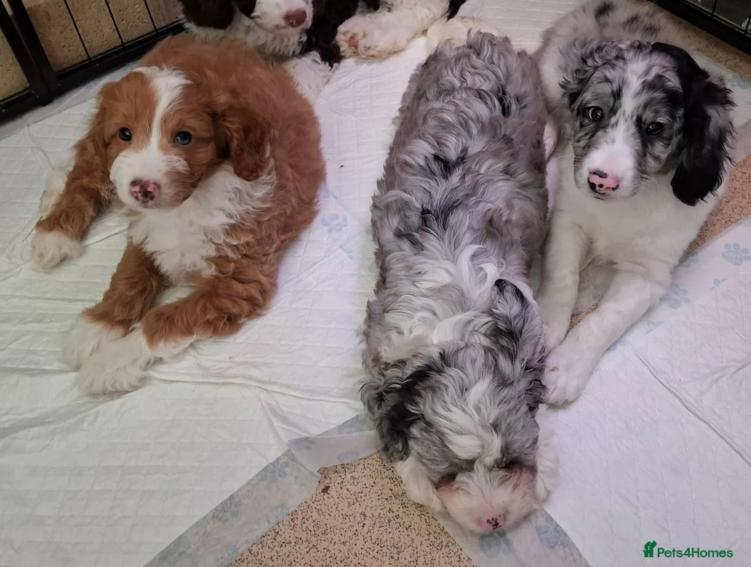 Mixed Breed dogs for sale: 9 week Cockerpoo x Cavapoo puppies Ready to go. - Advert 2