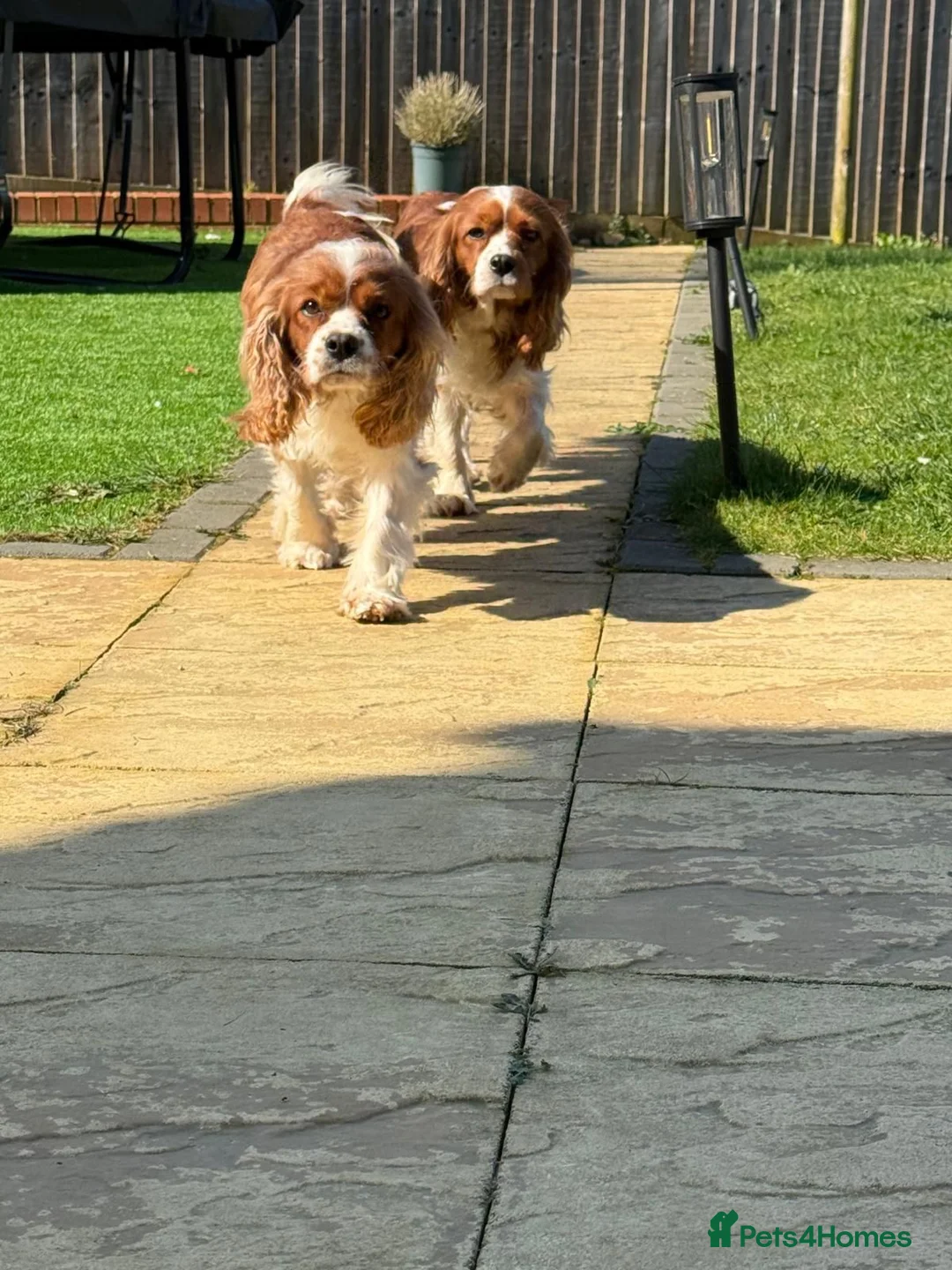Cavalier King Charles Spaniel dogs for sale: Two Sisters looking for a home  - Advert 2