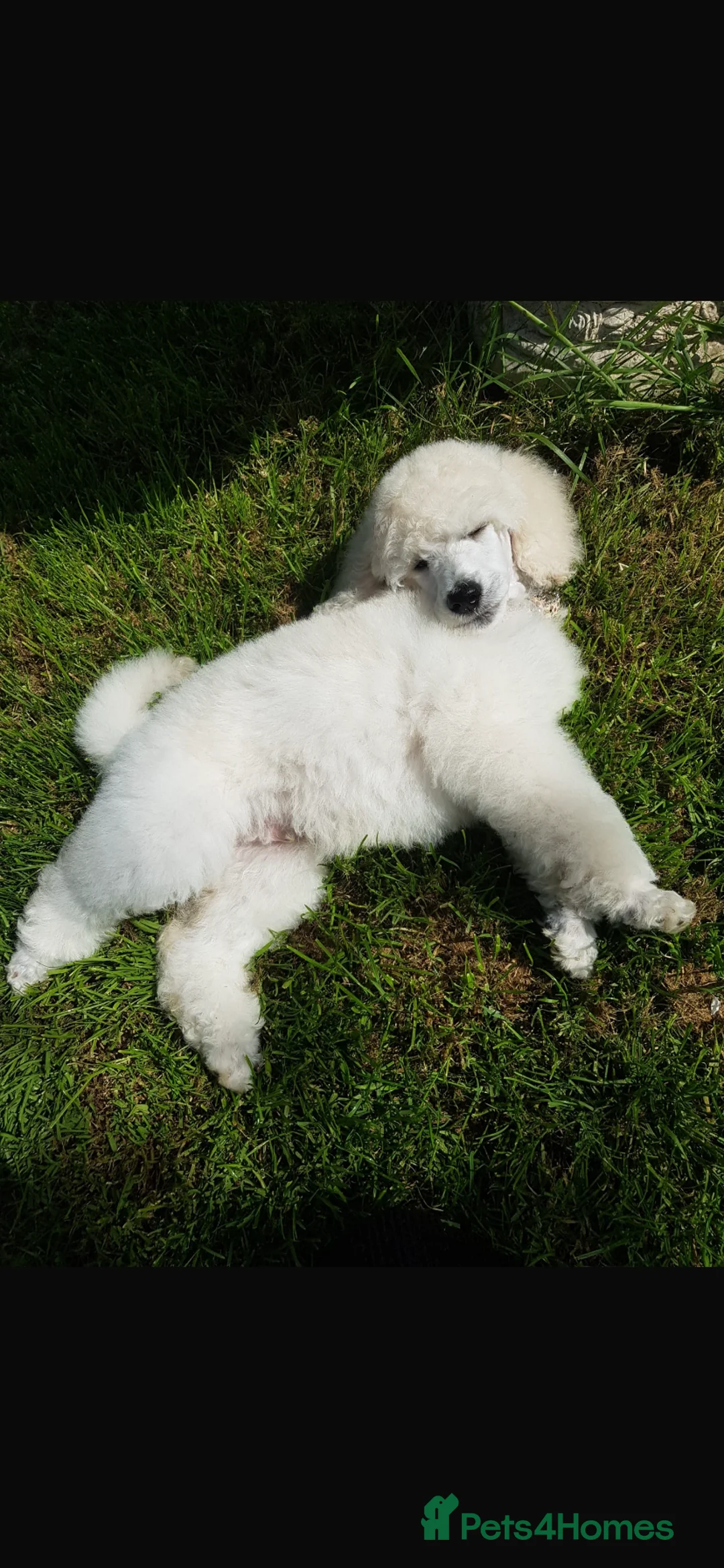 Standard Poodle dogs for stud: White standard poodle stud in Aldershot - Advert 8