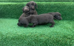 Cocker Spaniel dogs for sale: Kc cocker spaniel puppies  - Image 12