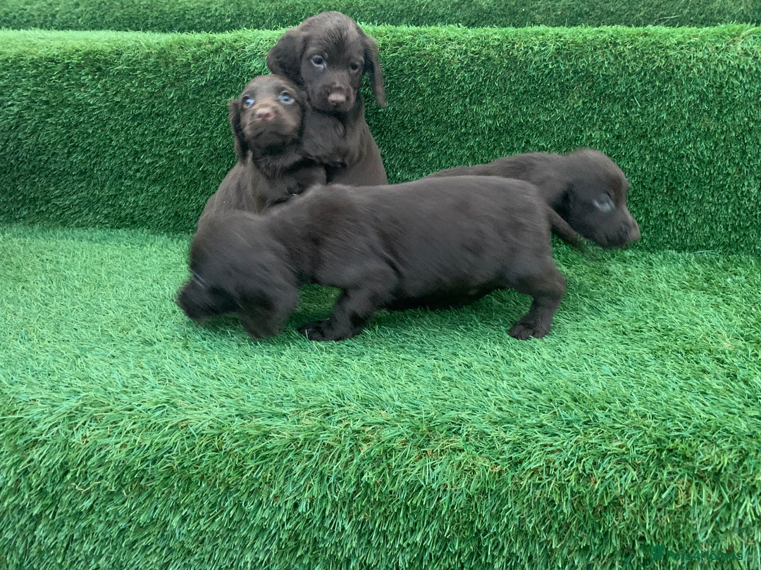 Cocker Spaniel dogs for sale: Kc cocker spaniel puppies  - Image 12