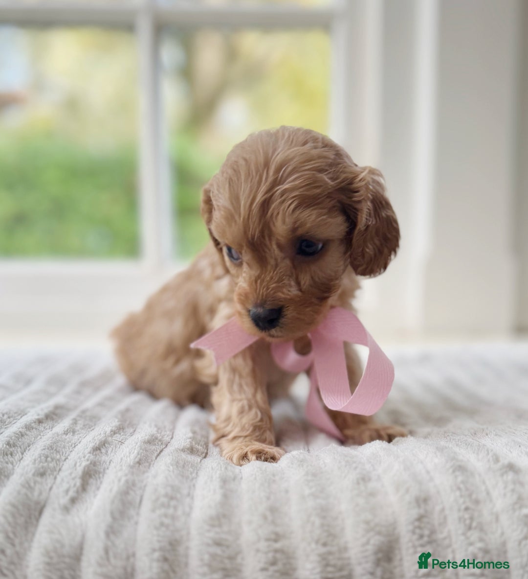 Cavapoochon dogs for sale: Cavapoochon puppies - Image 15