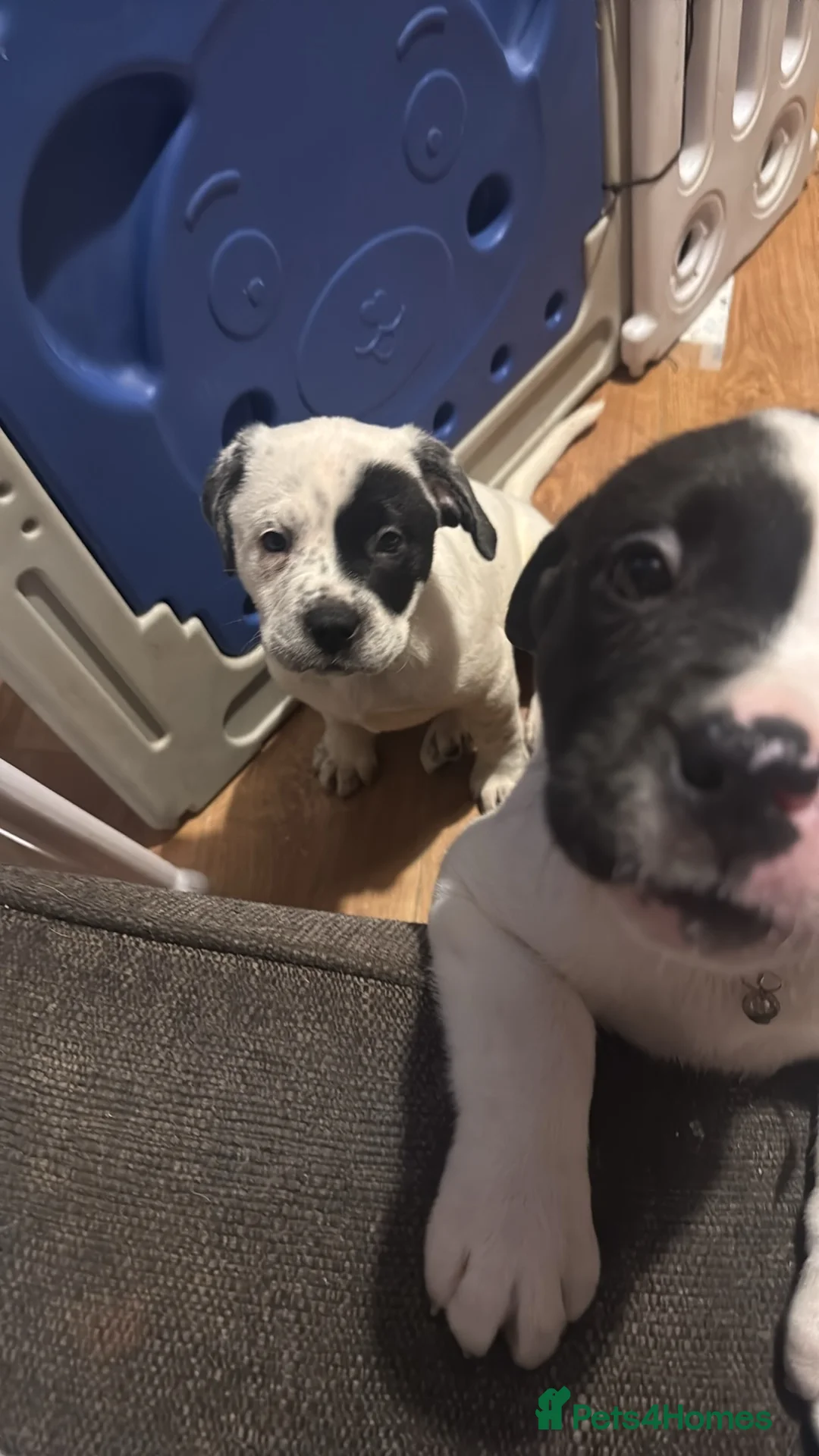 Mixed Breed dogs for sale: Puppys for sale  - Advert 7