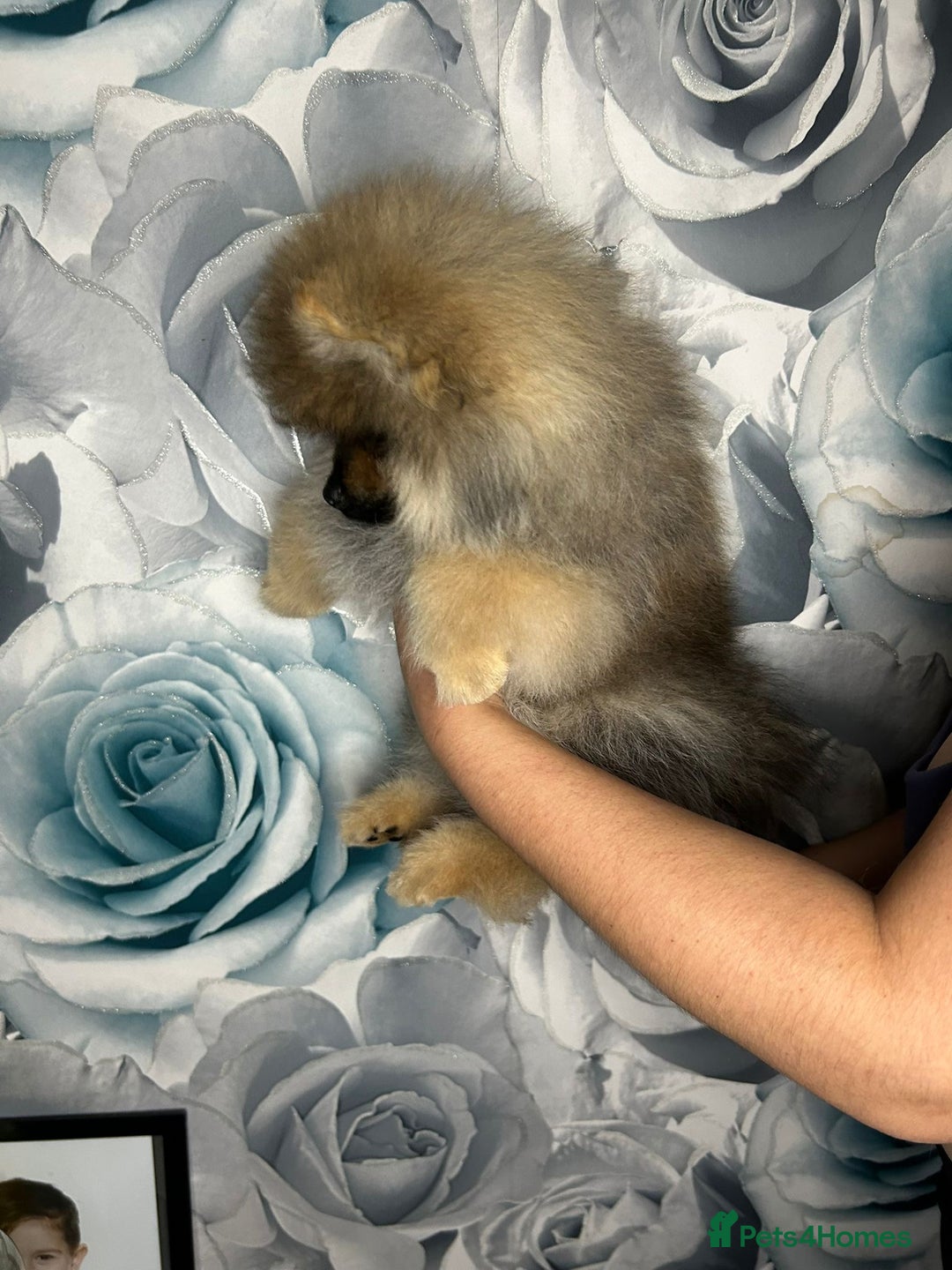 Pomeranian dogs for sale: Pomeranian puppies in Erith - Image 5