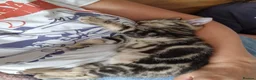 Mixed Breed cats for sale: Russian Blue & Bengal Cross kittens - Advert 8