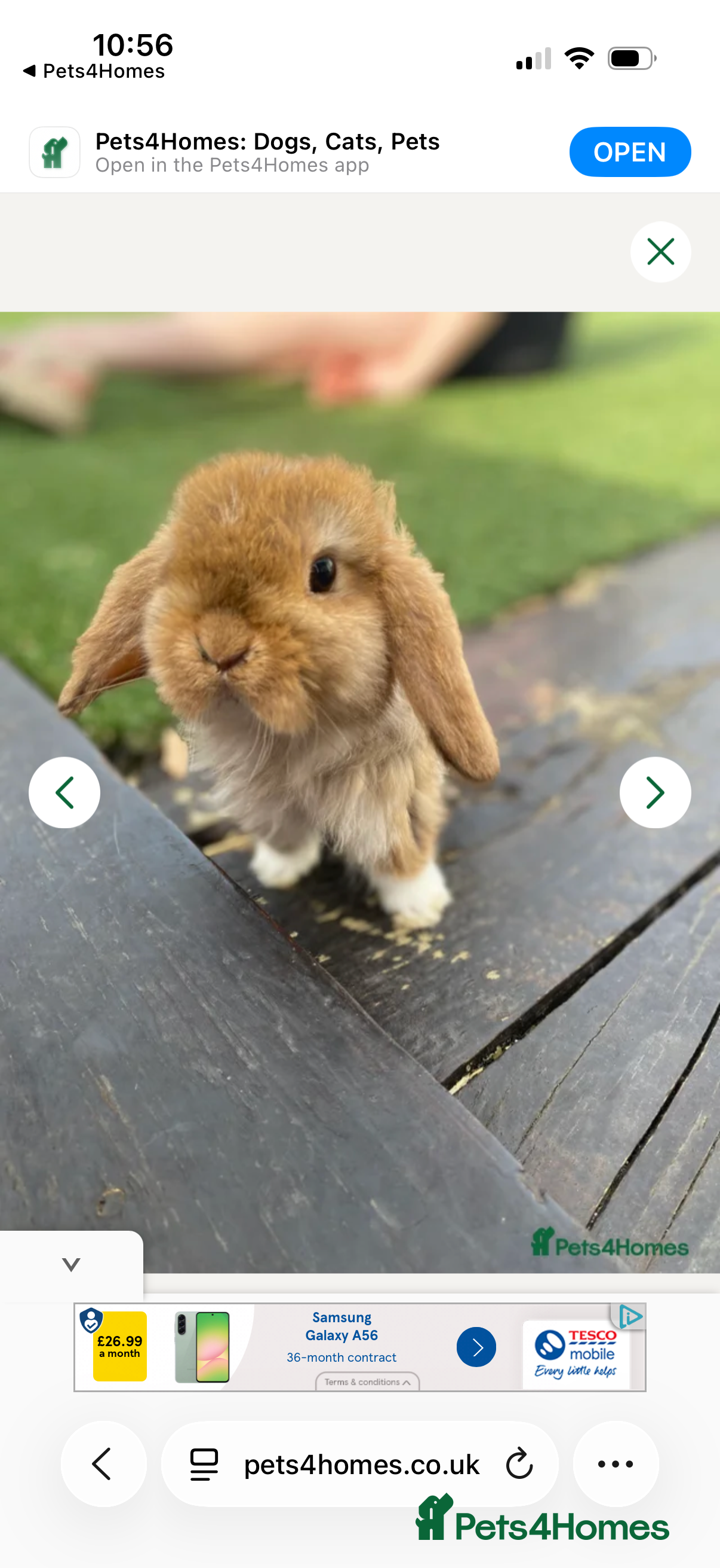Mini Lop rabbits Gorgeous baby mini lops for sale - Advert 1