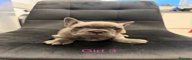 French Bulldog Puppy Girl 3