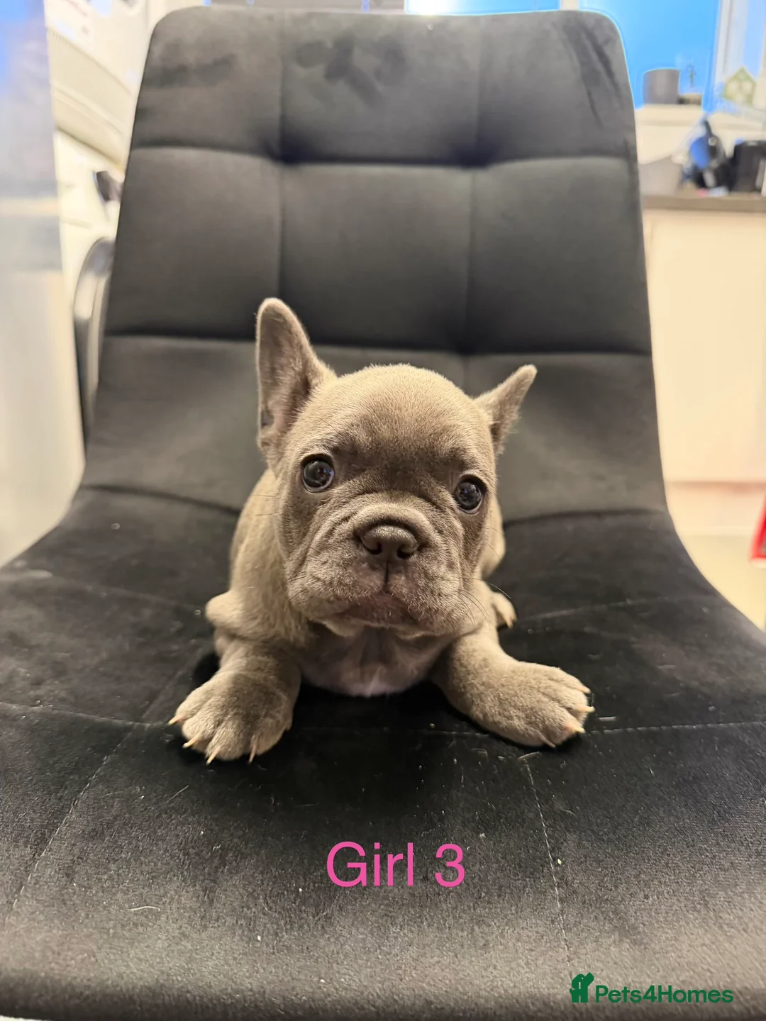 French Bulldog dogs for sale: FrenchBulldog Puppies  - Advert 13