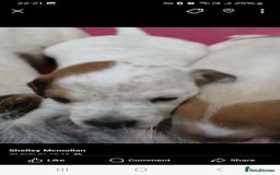 Mixed Breed dogs for sale: Beautiful puppies  - Image 3