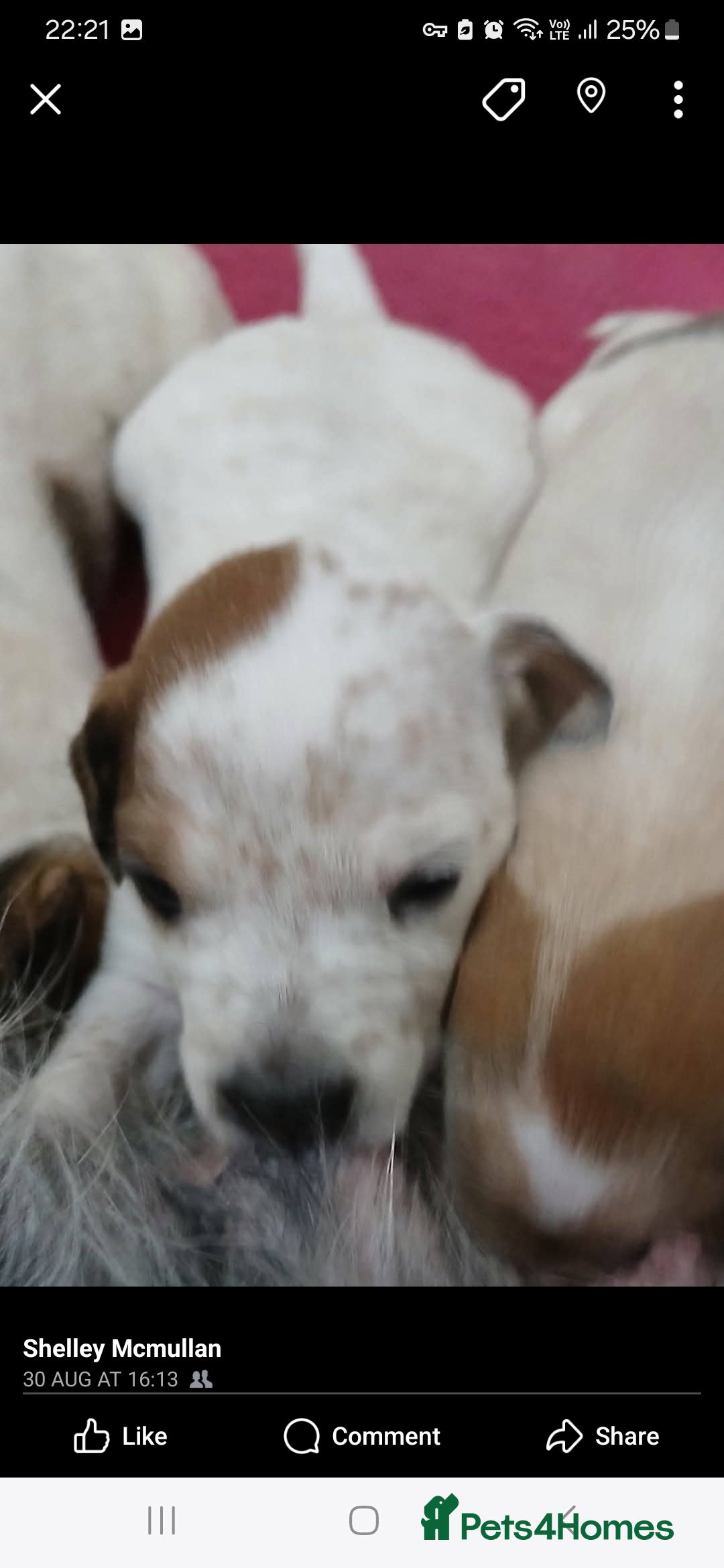 Mixed Breed dogs for sale: Beautiful puppies  - Image 3