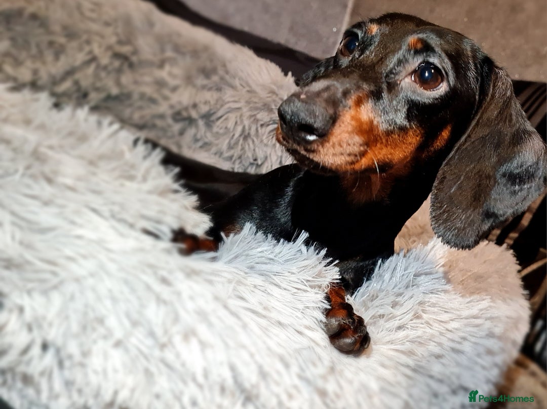 Miniature Dachshund dogs for sale: Extra miniature daschunds baby 🩷 - Advert 2