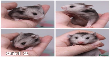 Hamster rodents - Advert 5