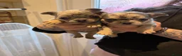French Bulldog dogs for sale: Beautiful pet frenchies - Advert 3