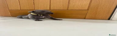 Staffordshire Bull Terrier 3