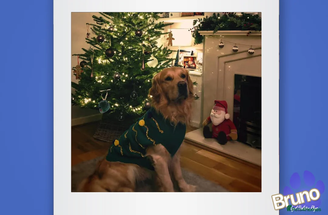 Golden Retriever dogs for stud: KCReg Well Proven Golden Stud, Health & DNA Tested in Wilmslow - Advert 11