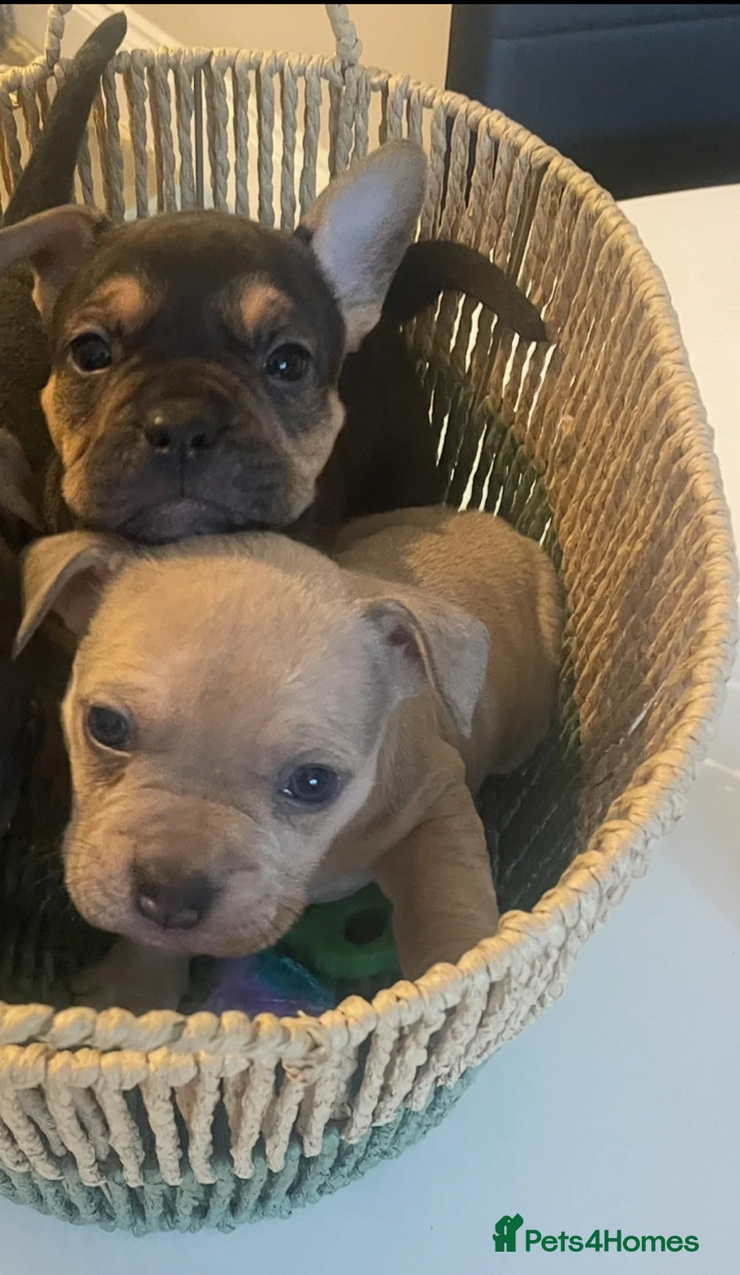 Mixed Breed dogs for sale: 6 weeks old and looking for their forever homes. - Advert 4