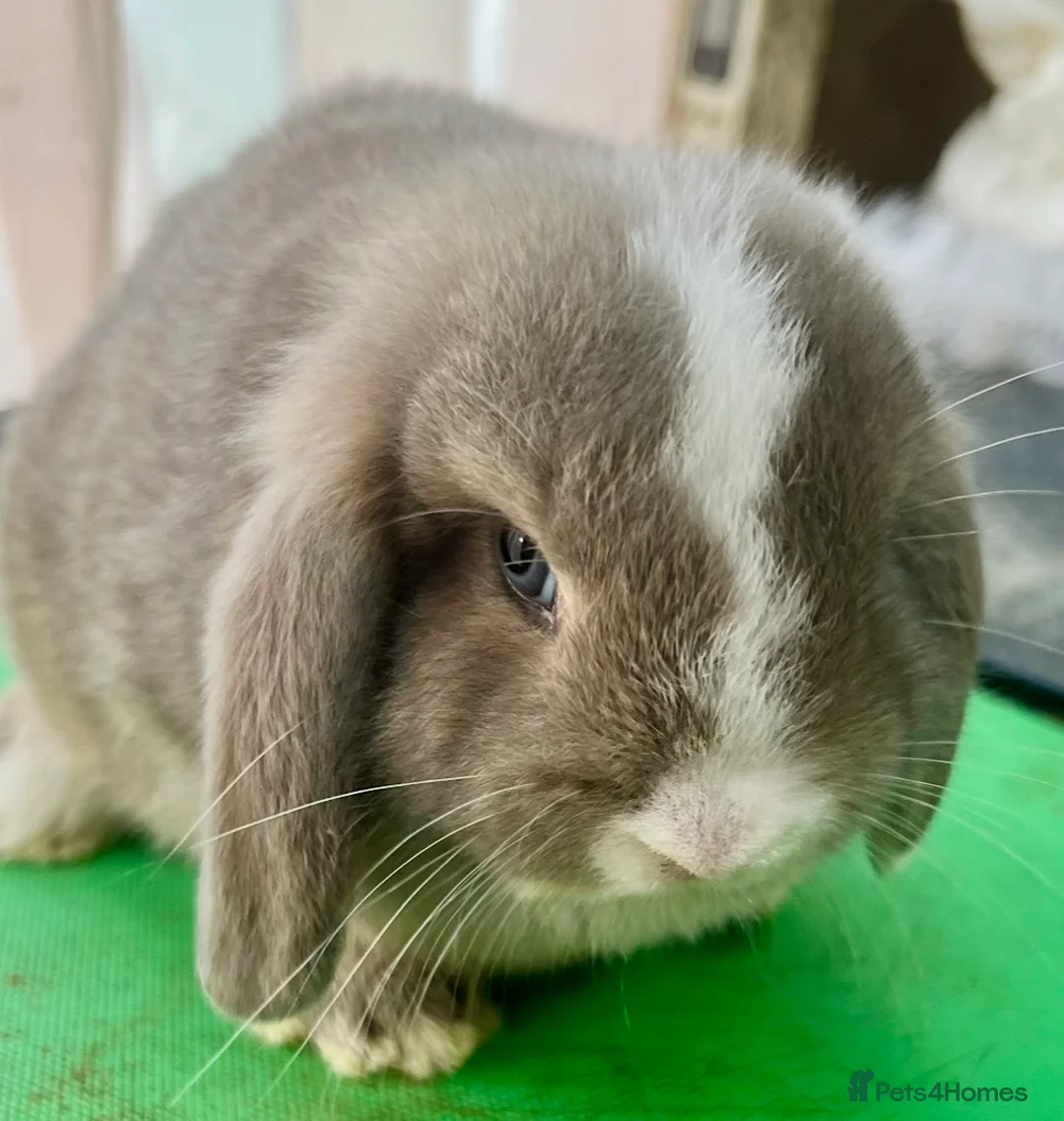 Mini Lop rabbits for sale: Beautiful coloured Mini Lops - Advert 32