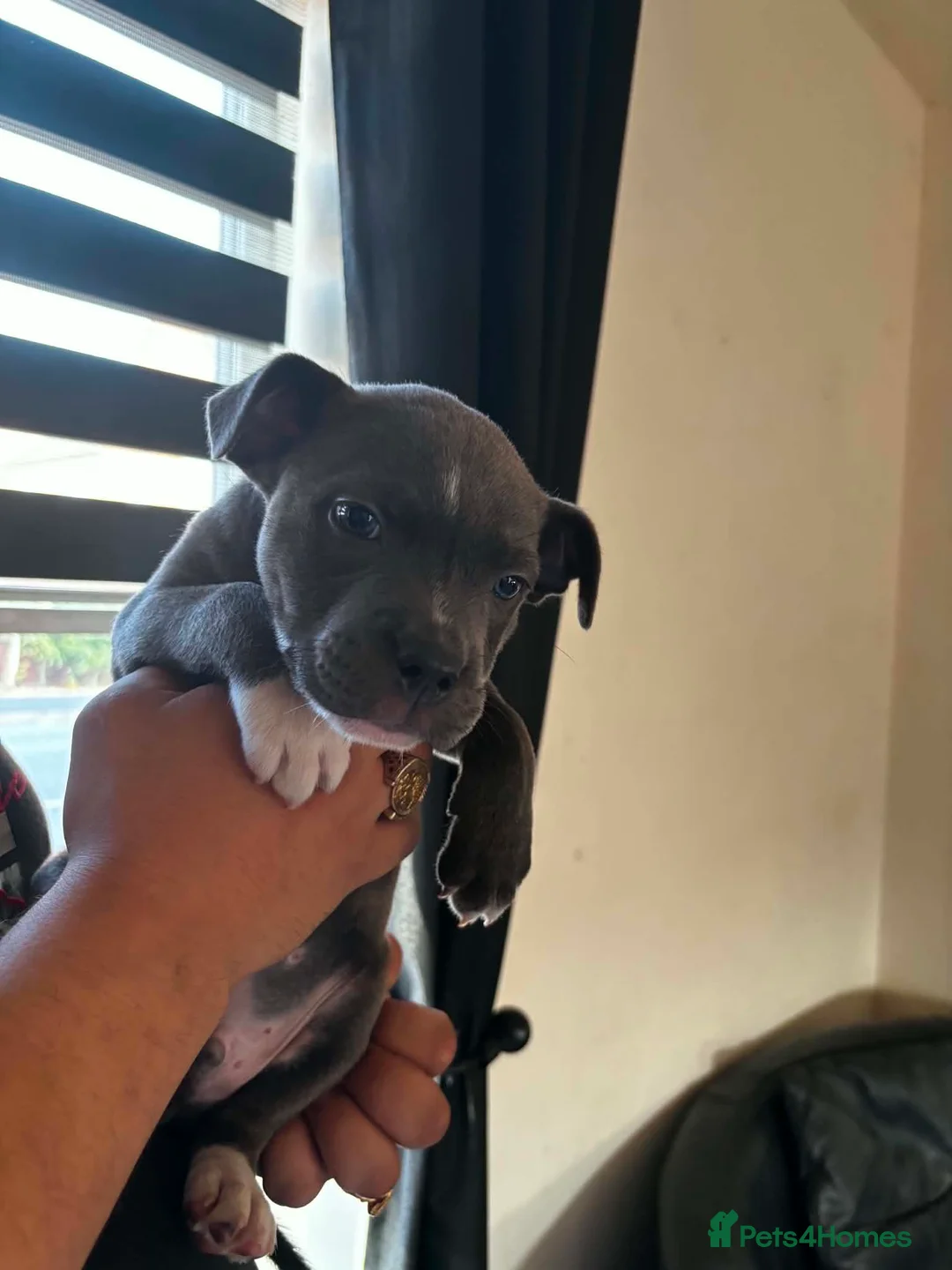Staffordshire Bull Terrier dogs for sale: Blue staffy puppies - Advert 3