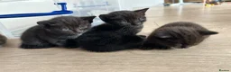 Domestic Shorthair cats for sale: Black Tabby Kittens and Tortoiseshell Kitten in Oldham - Advert 9