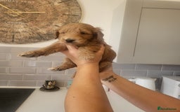 Cockapoo dogs for sale: F1B Cockapoo puppy's x6 stunning colours - Image 10