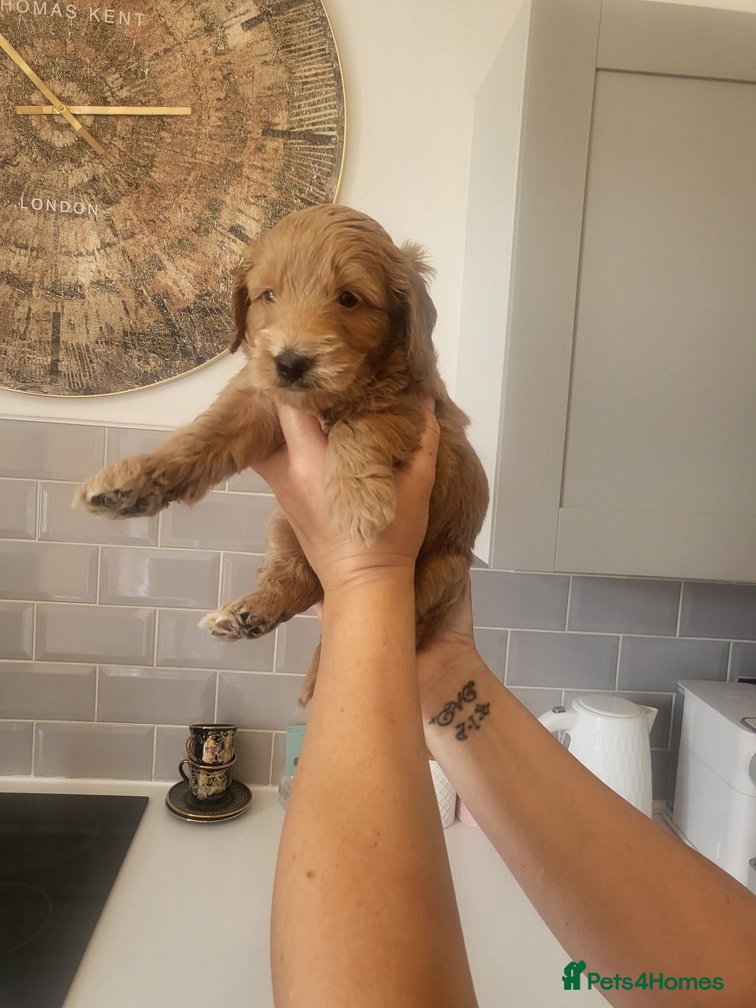 Cockapoo dogs for sale: F1B Cockapoo puppy's x6 stunning colours - Image 10