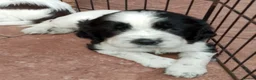 English Springer Spaniel dogs for sale: Show Bred English Springers  - Advert 3
