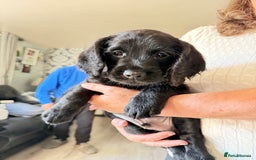 Mixed Breed dogs for sale: Labradoodle cross cockapoo puppy’s  - Image 1