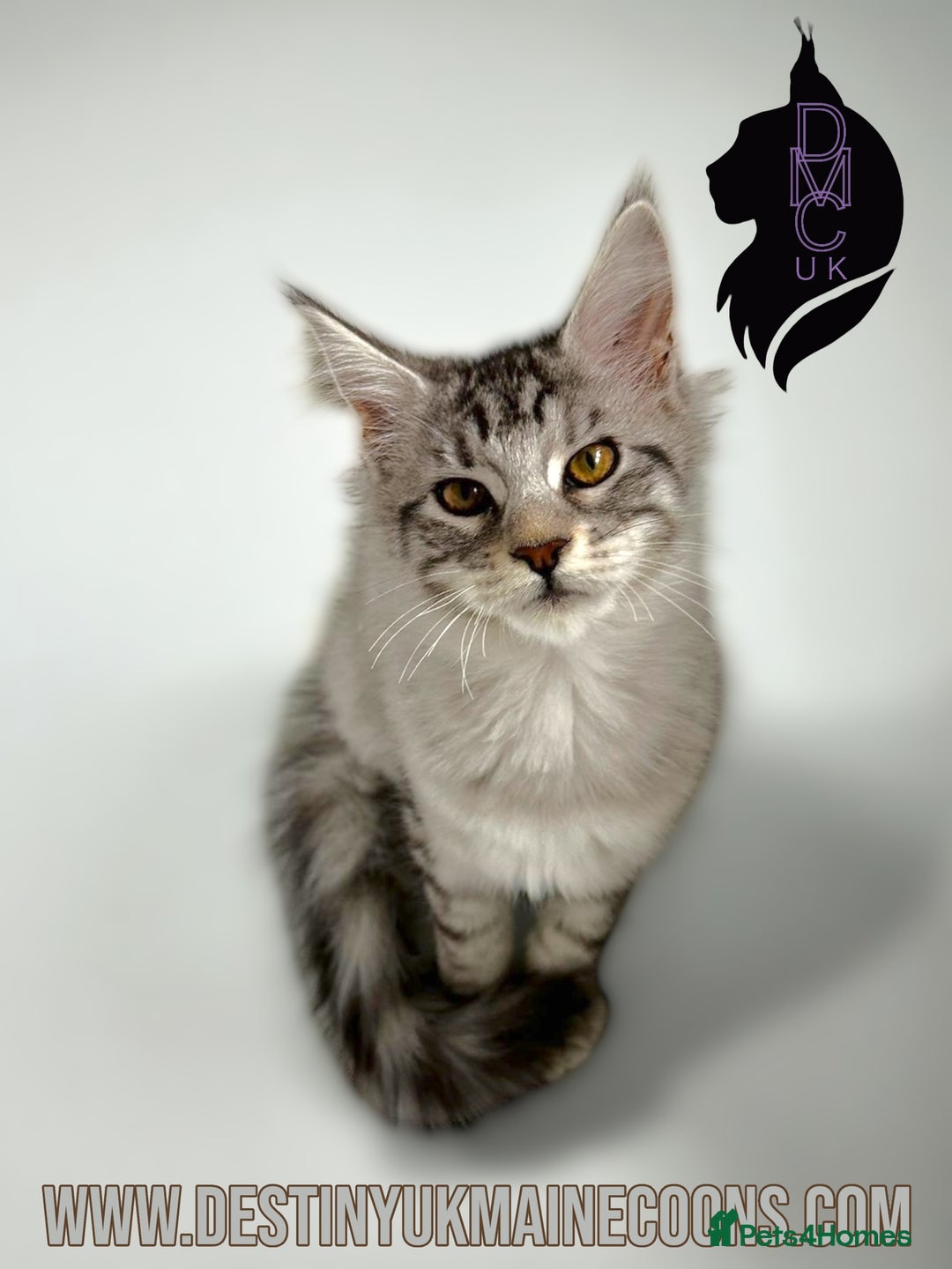 Maine Coon cats for sale: Ready Now- 2 Silver Female Pedigree Maine Coons - Image 4