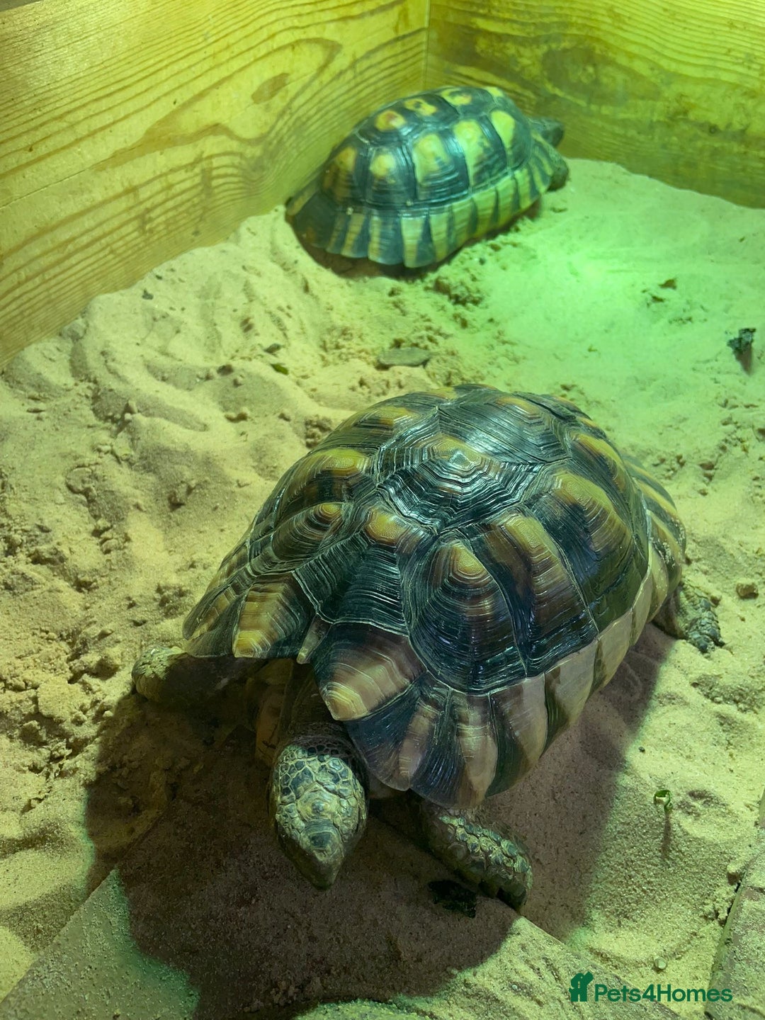 Tortoise reptiles for sale: Marinated breeding pair of tortoises  - Image 3