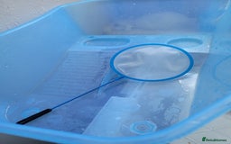 Turtle reptiles for sale: TURTLES FOR SALE - Image 12