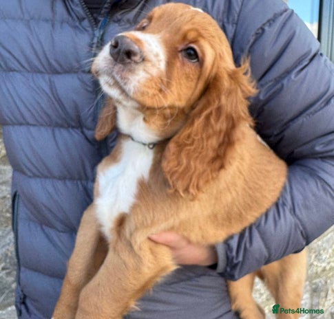 Cocker Spaniel dogs - Advert 13