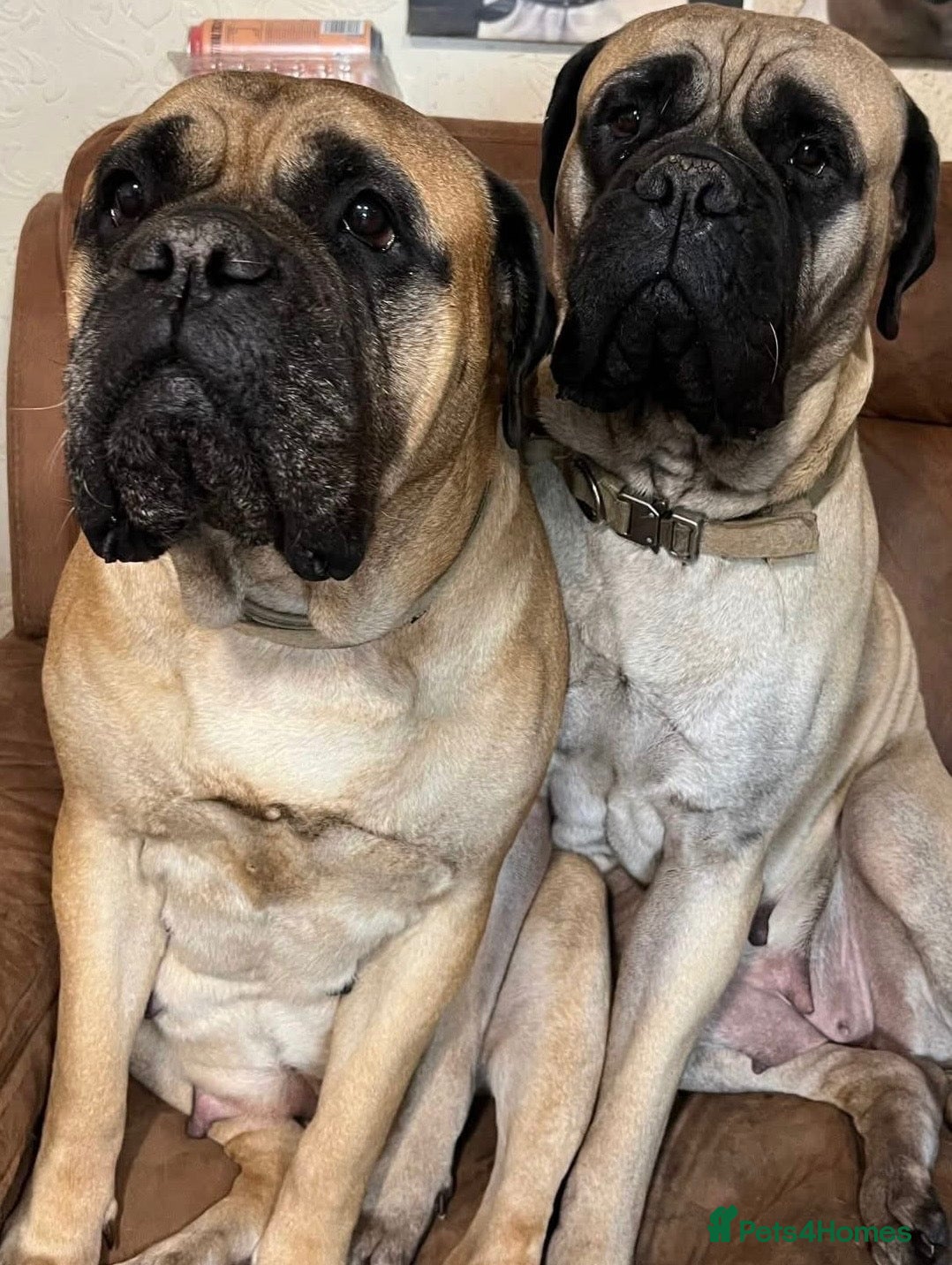 Bullmastiff dogs 🐾🐶KC BULLMASTIFF PUPPIES🐶🐾 - Advert 2