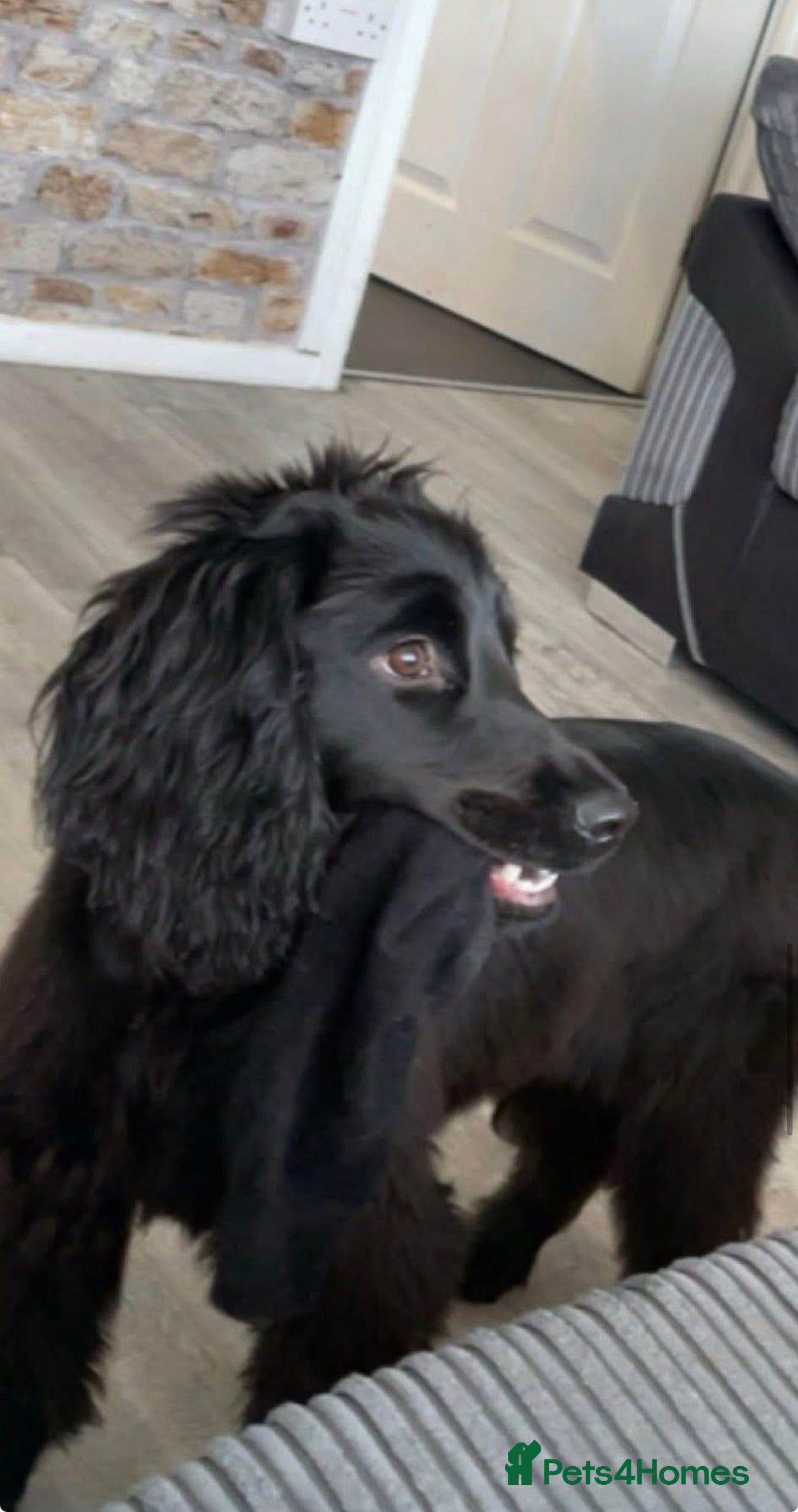 Cocker Spaniel dogs Cocker spaniel  - Advert 5