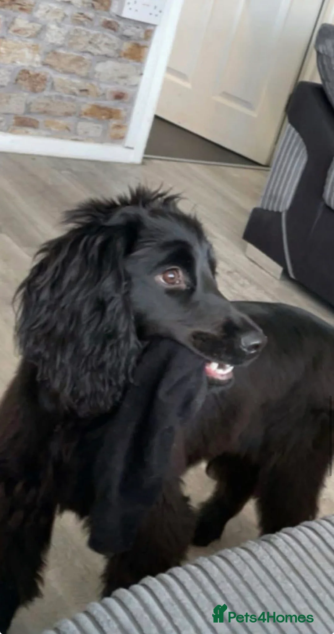 Cocker Spaniel dogs for sale: Cocker spaniel  - Advert 1